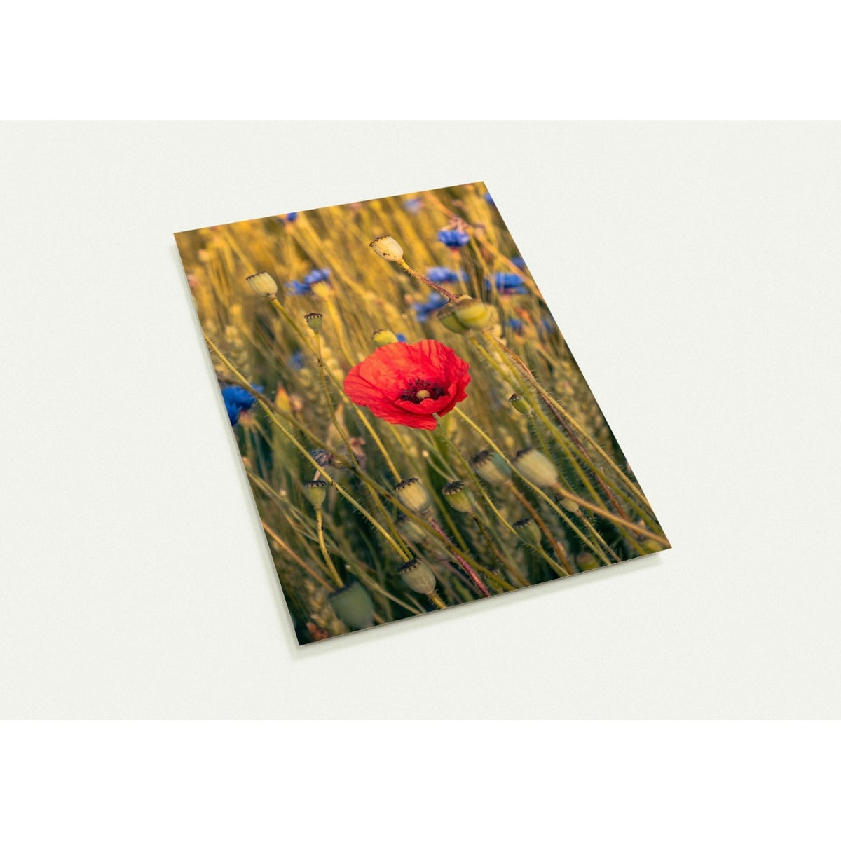 Mohnblume / A6 (10.5 x 14.8) - Roland Widmer widrol