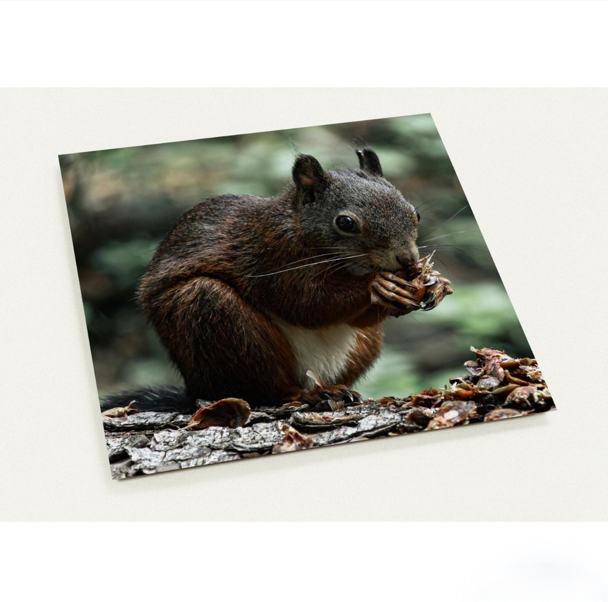 Eichhörnchen / ca. 14 x 14
