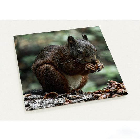 Eichhörnchen / ca. 14 x 14