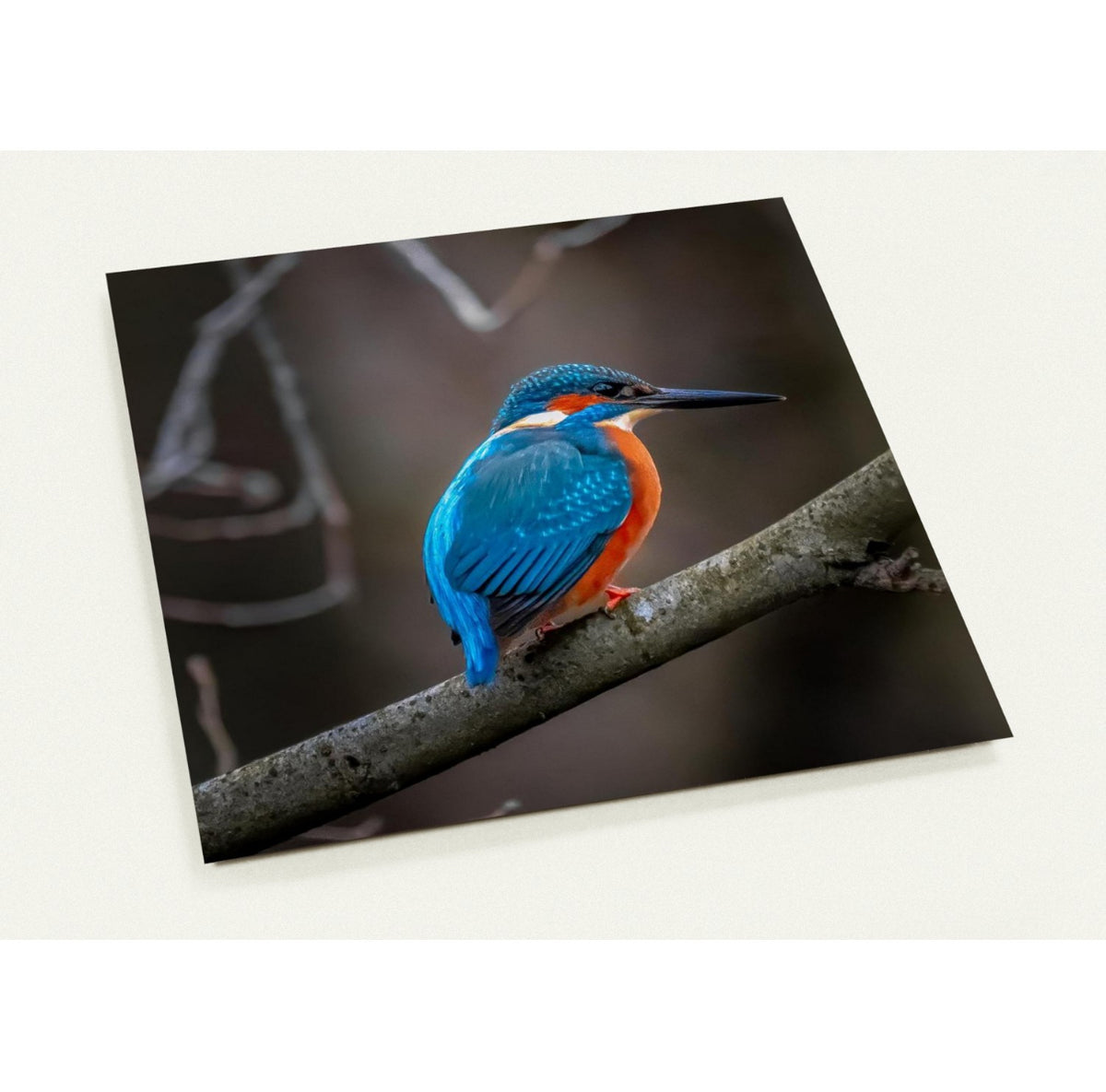 Eisvogel / 14.1 x 14.1 - Roland Widmer widrol 