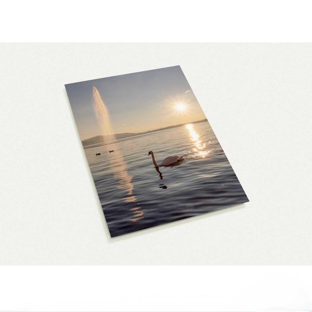 Schwan am Zugersee / A6 (10.5 x 14.8)