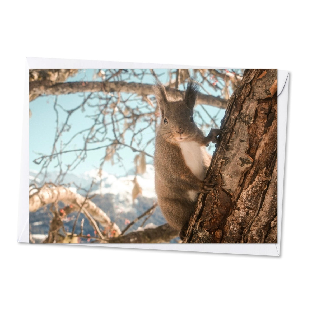 Eichhörnchen/ ca. A6 (ca. 10.5 x 14.8)